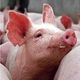 Illustration for article titled Pig Face